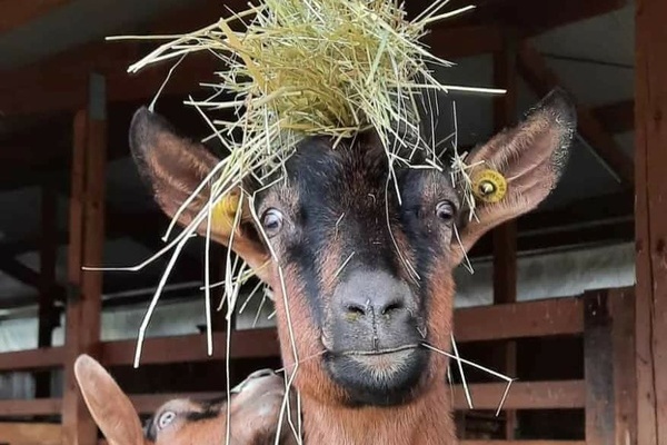 Ziegenhtte Zollernalb