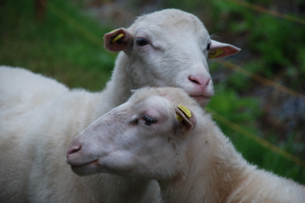 Landgut an der Lauter Landgut an der Lauter