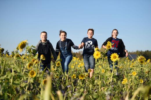 Kinder im Sonnenblumenfeld 